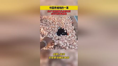 外國(guó)養(yǎng)殖場(chǎng)的一幕,水產(chǎn)場(chǎng)雞骨頭加飼料,科學(xué)營(yíng)養(yǎng)喂魚